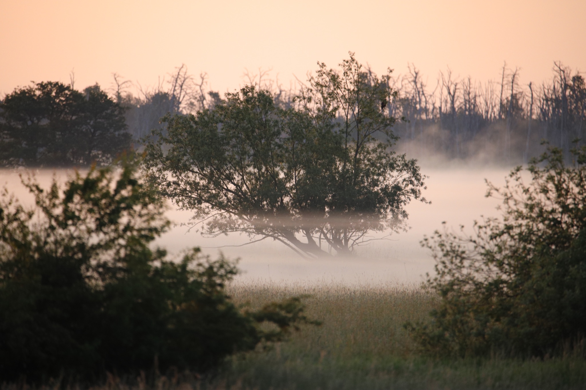 Sonnenaufgangsnebel  8082